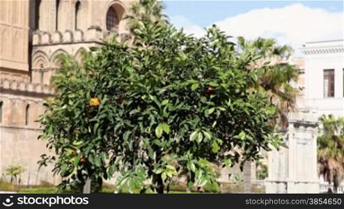 Sequence of orange tree in Palermo, Sicily, Italy