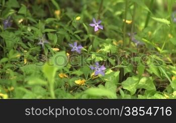 Sequence of wild flowers in the woods in spring