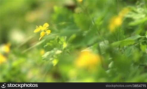 Sequence of wild flowers in the woods in spring (sequence, rack focus)