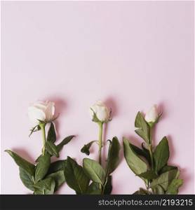 sequences blooming white roses pink background