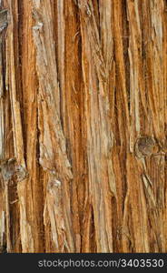 Sequoia bark. Sequoia bark texture, abstract natural background