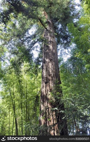 sequoia bordering the paths of the park of the bamboo plantation of Anduze being in the French department of Gard