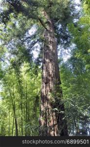 sequoia bordering the paths of the park of the bamboo plantation of Anduze being in the French department of Gard