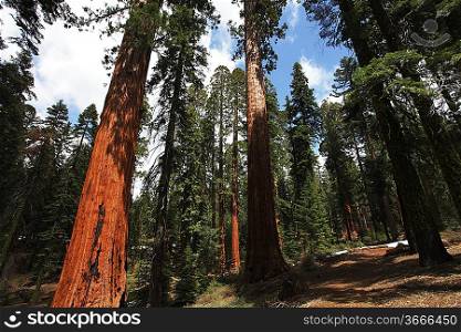sequoia forest