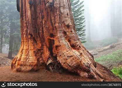 sequoia forest in fog