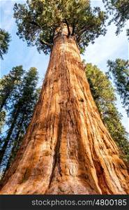 Sequoia National Park at autumn. California, United States.