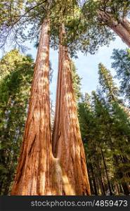 Sequoia National Park at autumn. California, United States.
