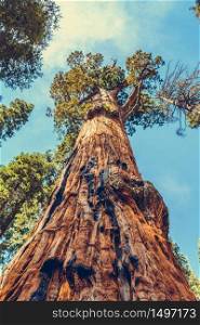 Sequoia National Park in California, USA
