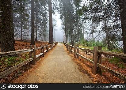 Sequoia National Park in USA