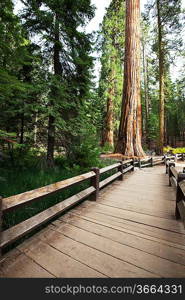 Sequoia National Park in USA