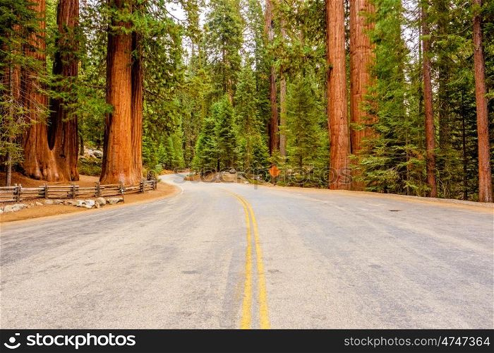 Sequoia National Park Road through the redwoods. California, United States.