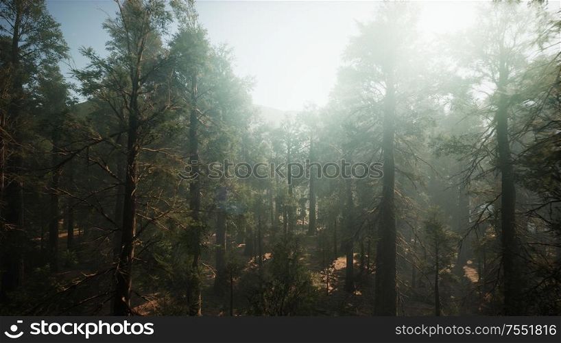 Sequoia National Park under the fog mist clouds fantasy. Sequoia Redwood Forest. Sequoia National Park under the fog mist clouds