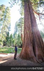 Sequoia. Sequoias forest in summer season