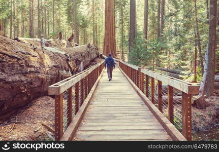 Sequoia. Sequoias forest in summer season