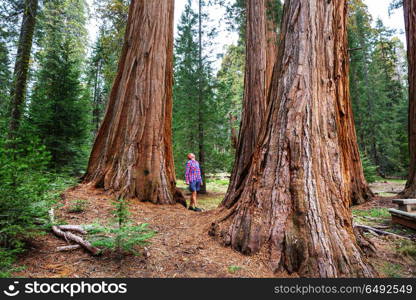 Sequoia. Sequoias forest in summer season