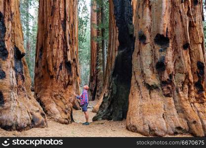 Sequoia. Sequoias forest in summer season