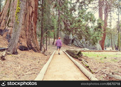 Sequoia. Sequoias forest in summer season