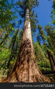 Sequoia tree in Calaveras Big Trees State Park. California, United States.