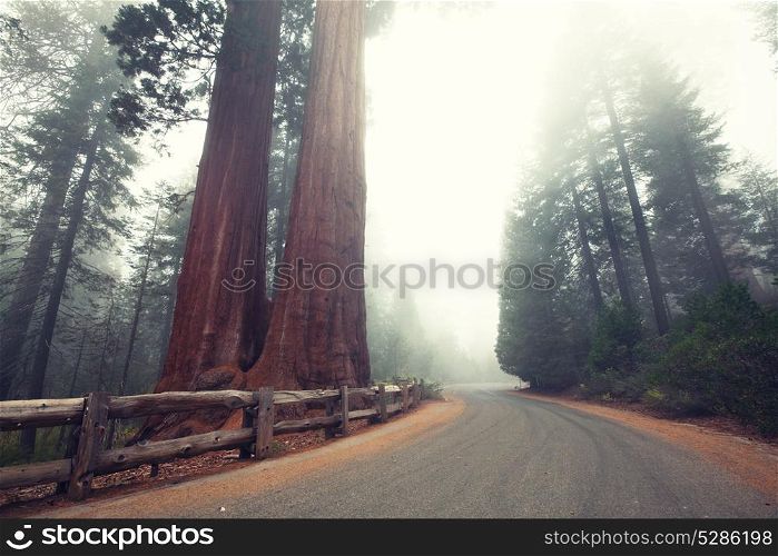 sequoia trees in Sierra Nevada mountains,California