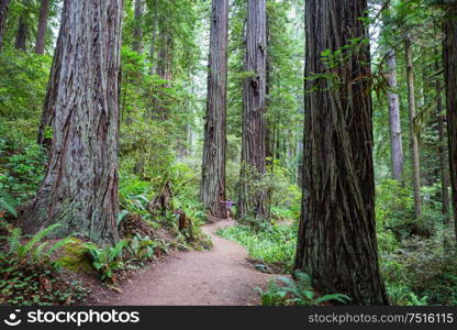 Sequoias forest in summer season