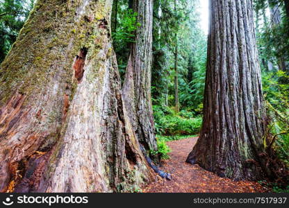 Sequoias forest in summer season