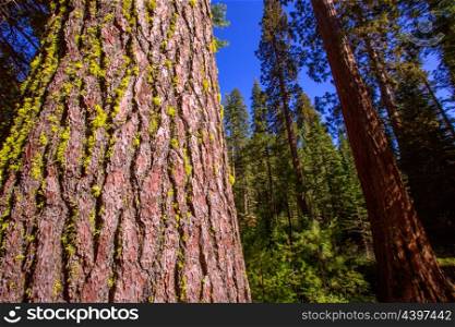 Sequoias in Mariposa grove at Yosemite National Park California