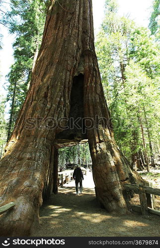 Sequoias in Yosemite National Park