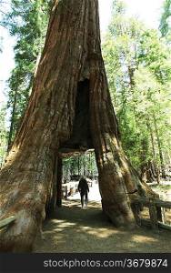 Sequoias in Yosemite National Park