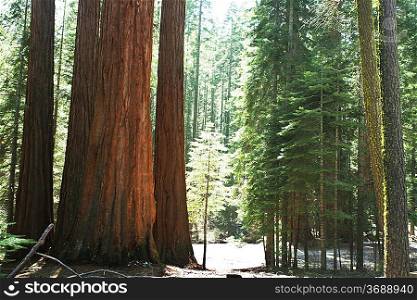 Sequoias in Yosemite National Park