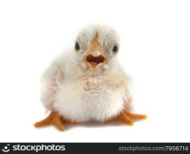 serama chick in front of white background