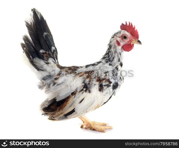 serama chicken in front of white background