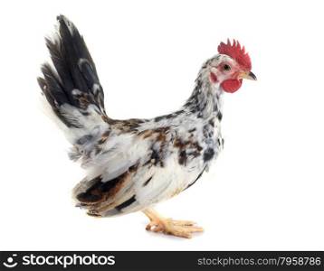 serama chicken in front of white background