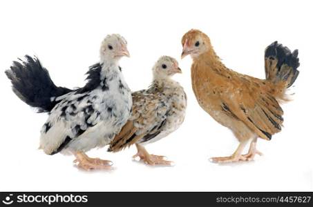 serama chickens in front of white background