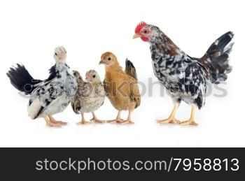 serama chickens in front of white background
