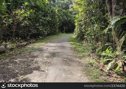 Serene and peaceful forested trail in forested area in Sungei Buloh Wetlands Reserve. It is located of northwest area of Singapore.