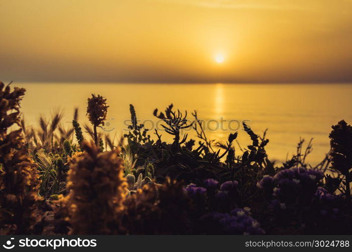 Serene golden sunset over the sea with the wild flowers.