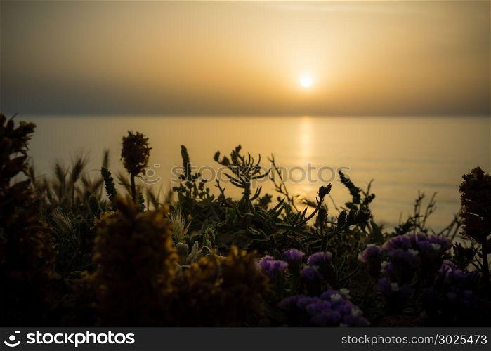Serene golden sunset over the sea with the wild flowers.