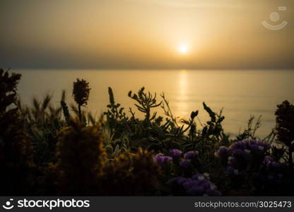 Serene golden sunset over the sea with the wild flowers.
