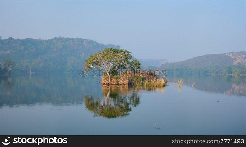 Serene morning on lake Padma Talao. Crocodiles floating. Tree and ruins are reflected in mirror water. Ranthambore National Park, Rajasthan, India. Serene morning on lake Padma Talao in. Ranthambore National Park, Rajasthan, India