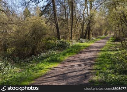 Serene Pathway In A Wooded Area By Vancouver