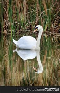 Serene Swan on Rippling Pond with Reflection Picture