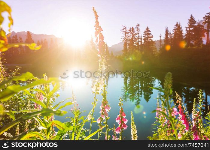 Serenity lake in the mountains in summer season