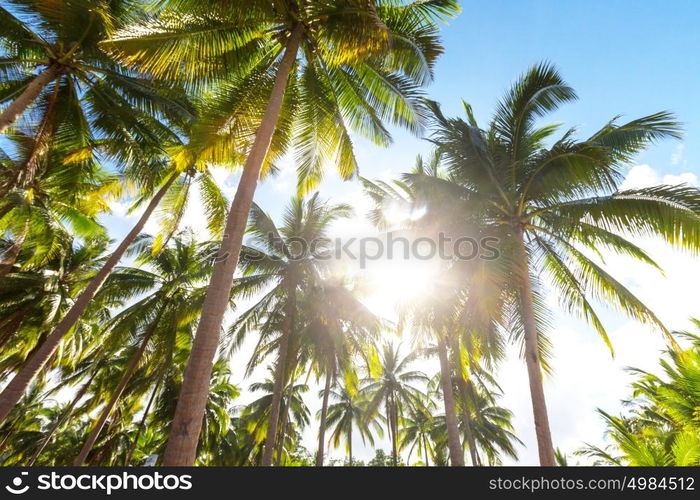 Serenity tropical beach