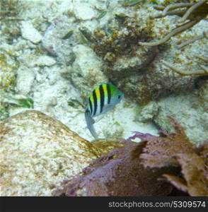 Sergeant major fish in Great Mayan Reef at Riviera Maya of Caribbean Mexico