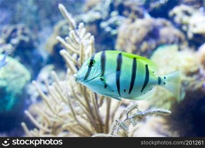 Sergeant major fish on background of a coral reef. Sergeant major fish