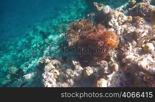 Sergeant major (fish) - Reef with a variety of hard and soft corals and tropical fish. Coral reef in the Maldives (Abudefduf saxatilis).