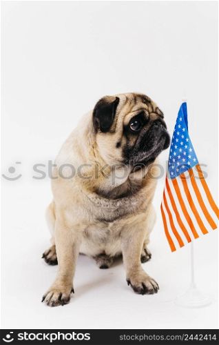 serious adult pug dog american flag