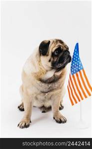 serious adult pug dog american flag