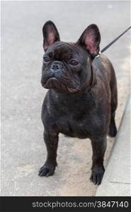 Serious Black Domestic dog French Bulldog breed.. domestic dog black French Bulldog breed standing