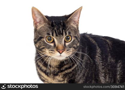 Serious brown cat isolated on a white background